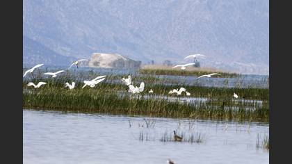 Eurasian Spoonbill