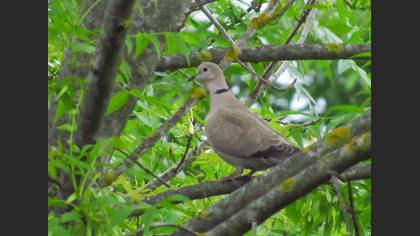Eurasian Collared Dove