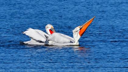 Dalmatian Pelican