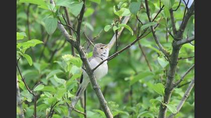 Eastern Olivaceous Warbler