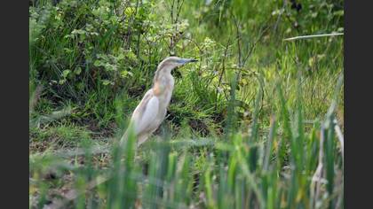 Squacco Heron