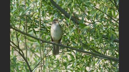 Great Reed Warbler