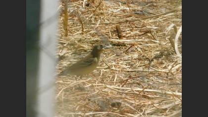 Black-headed Bunting
