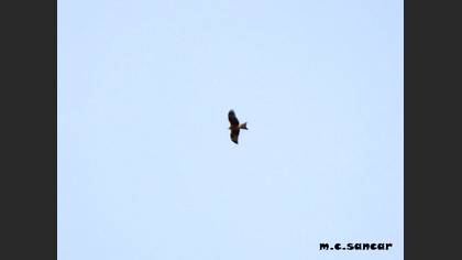 Black Kite