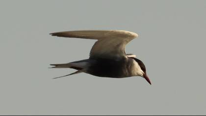 Whiskered Tern