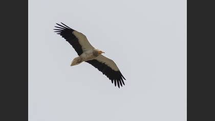 Egyptian Vulture