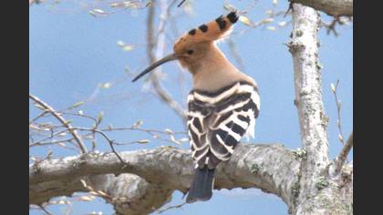Common Hoopoe
