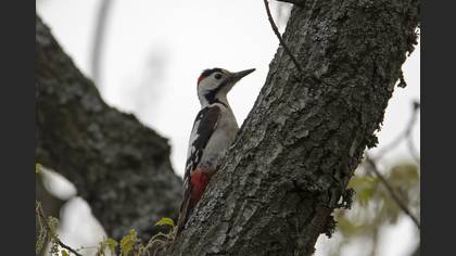 Syrian Woodpecker