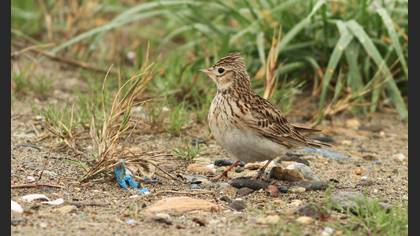 Eurasian Skylark
