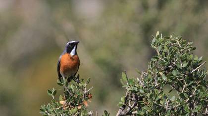 White-throated Robin
