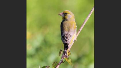 European Greenfinch