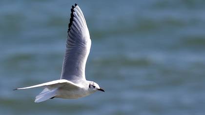 Black-headed Gull