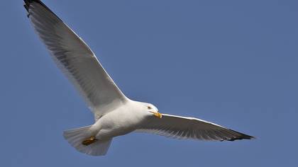 Yellow-legged Gull