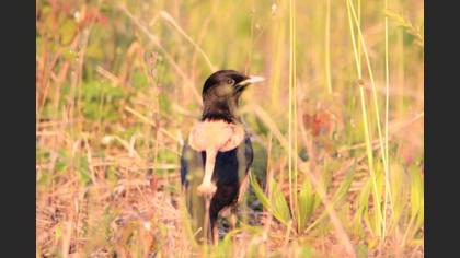 Rosy Starling