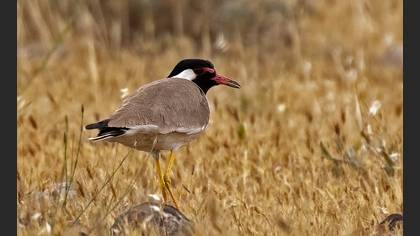 Red-wattled Lapwing