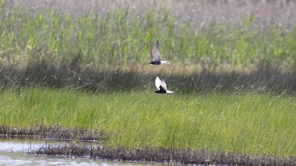 Black Tern