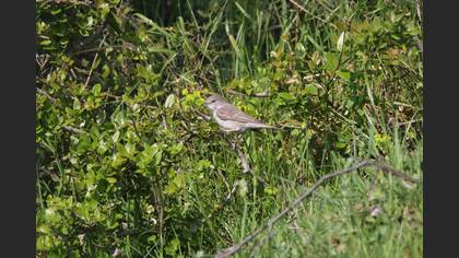 Barred Warbler