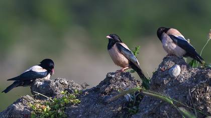 Rosy Starling