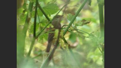 Marsh Warbler