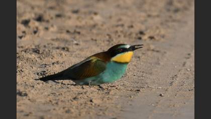 European Bee-eater