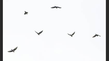Rosy Starling