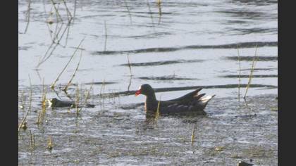 Common Moorhen
