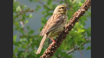 Cirl Bunting