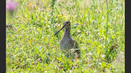 Great Snipe
