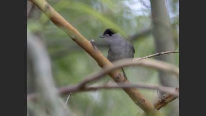 Eurasian Blackcap