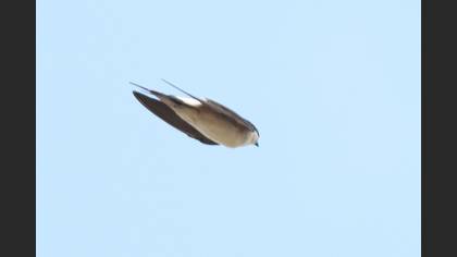 Western House Martin