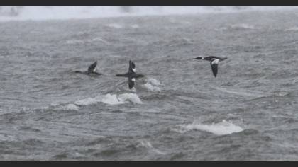Red-breasted Merganser