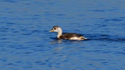 Little Grebe