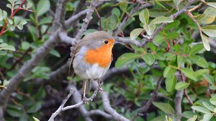European Robin