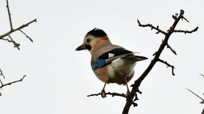 Eurasian Jay