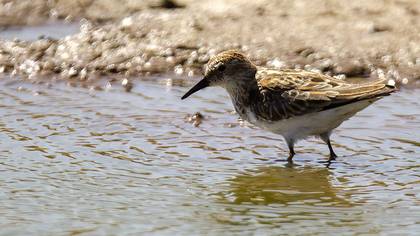 Little Stint