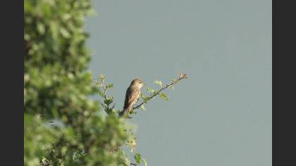 Eastern Olivaceous Warbler
