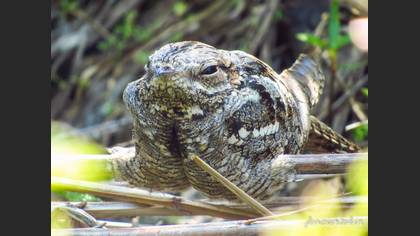 European Nightjar