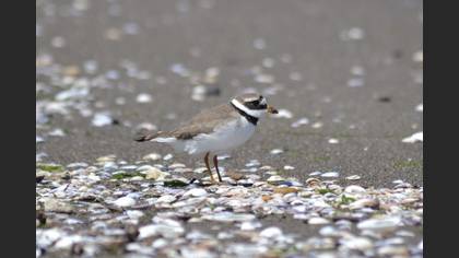 Common Ringed Plover