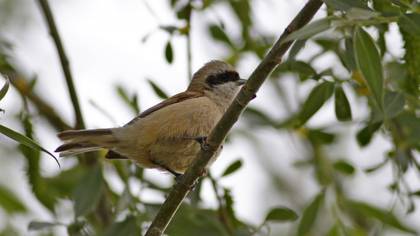 Eurasian Penduline Tit