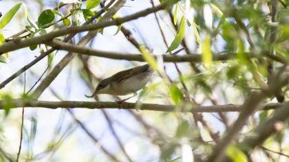 Common Whitethroat