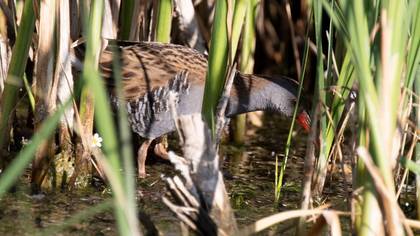 Water Rail