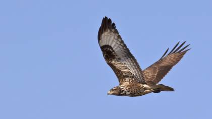 Common Buzzard