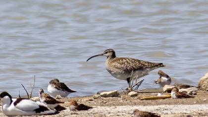 Eurasian Whimbrel