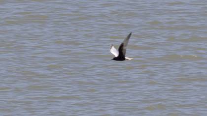 White-winged Tern