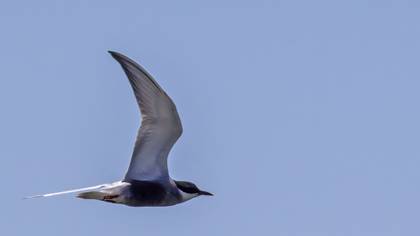 Whiskered Tern