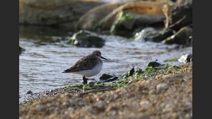 Little Stint