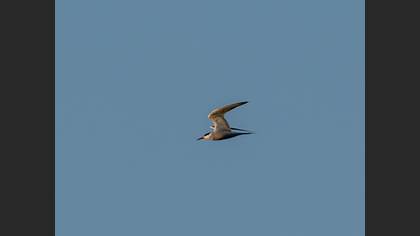 Common Tern