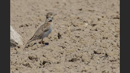 Calandra Lark