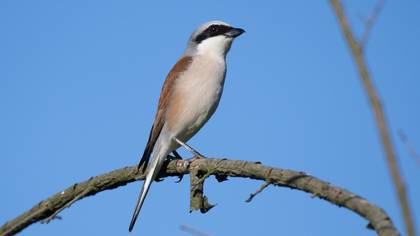 Red-backed Shrike