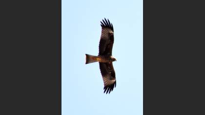 Black Kite